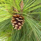 Pinus