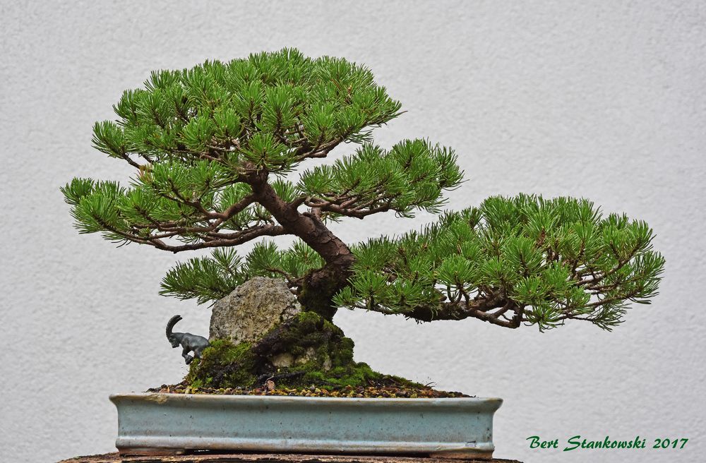 Pinus mugo auf Fels