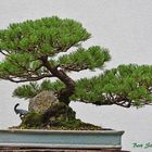 Pinus mugo auf Fels