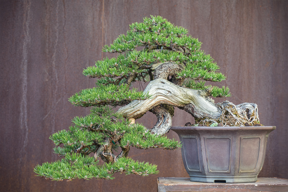 Pinus Mugo - Bonsai