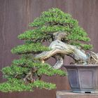 Pinus Mugo - Bonsai