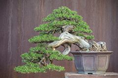 Pinus Mugo - Bonsai