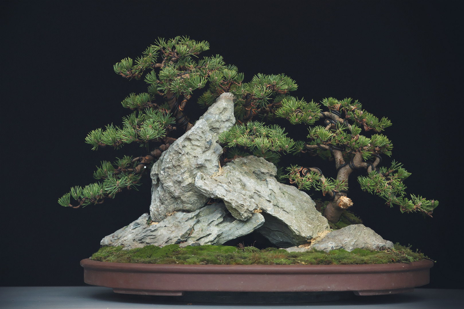 Pinus Mugo - On The Rocks - Bonsai