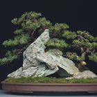 Pinus Mugo - On The Rocks - Bonsai