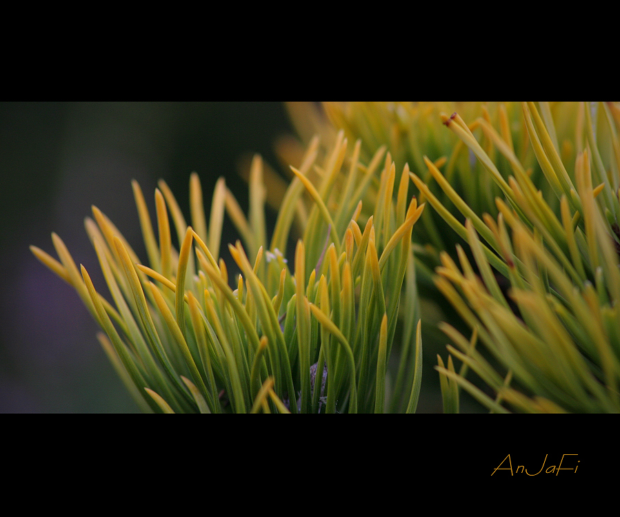 Pinus mungo