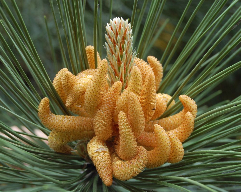 Pinus Nigra