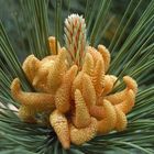 Pinus Nigra