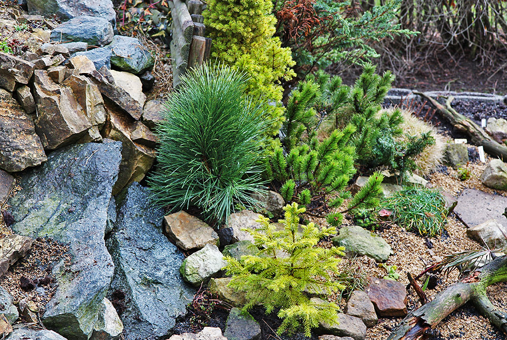 Pinus nigra pyramidalis-Krummholzkiefer im Bildzentrum, die...