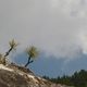 Pinus on the Rocks