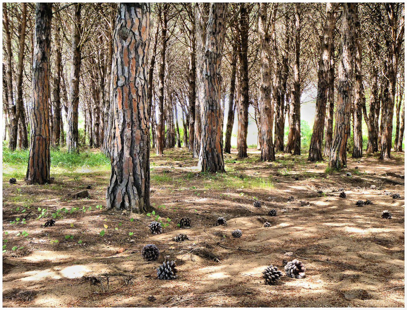 Pinus pinea oder ohne Titel