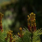 Pinus pumila, Globe