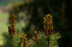 Pinus pumila, Globe