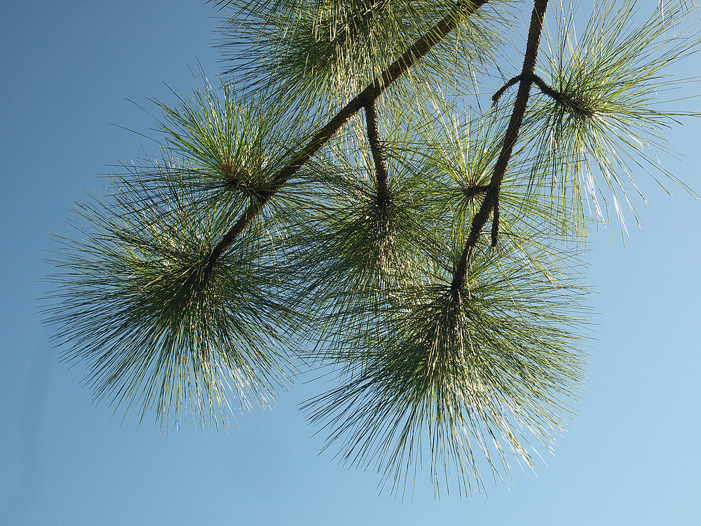 - Pinus roxburghii syn. Pinus longifolia -