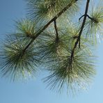 - Pinus roxburghii syn. Pinus longifolia -