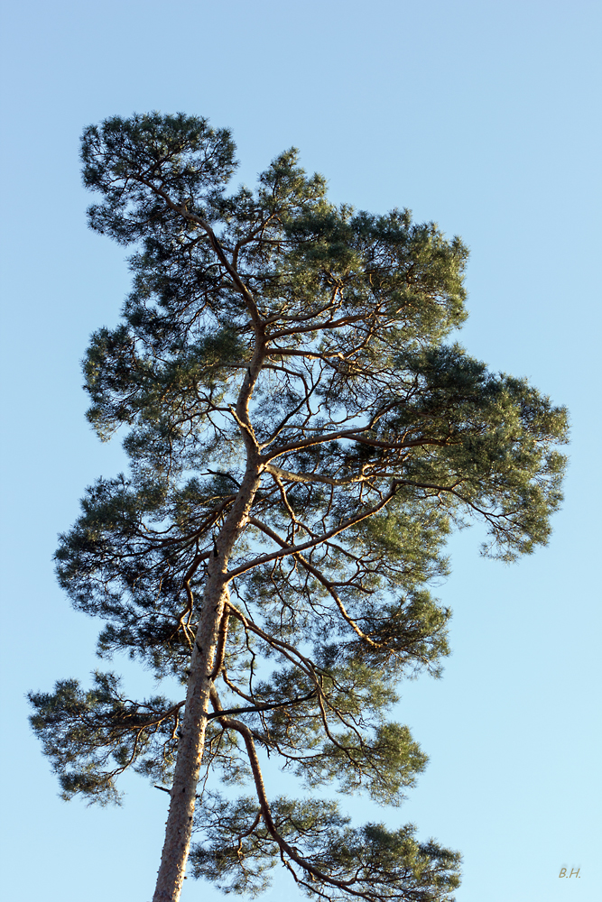 Pinus silvestris