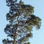 Pinus silvestris