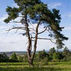 Pinus sylvestris