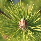 Pinus Sylvestris