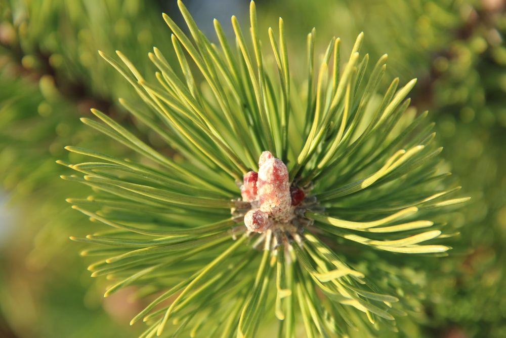 Pinus Sylvestris