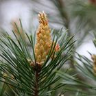 Pinus sylvestris Blüte