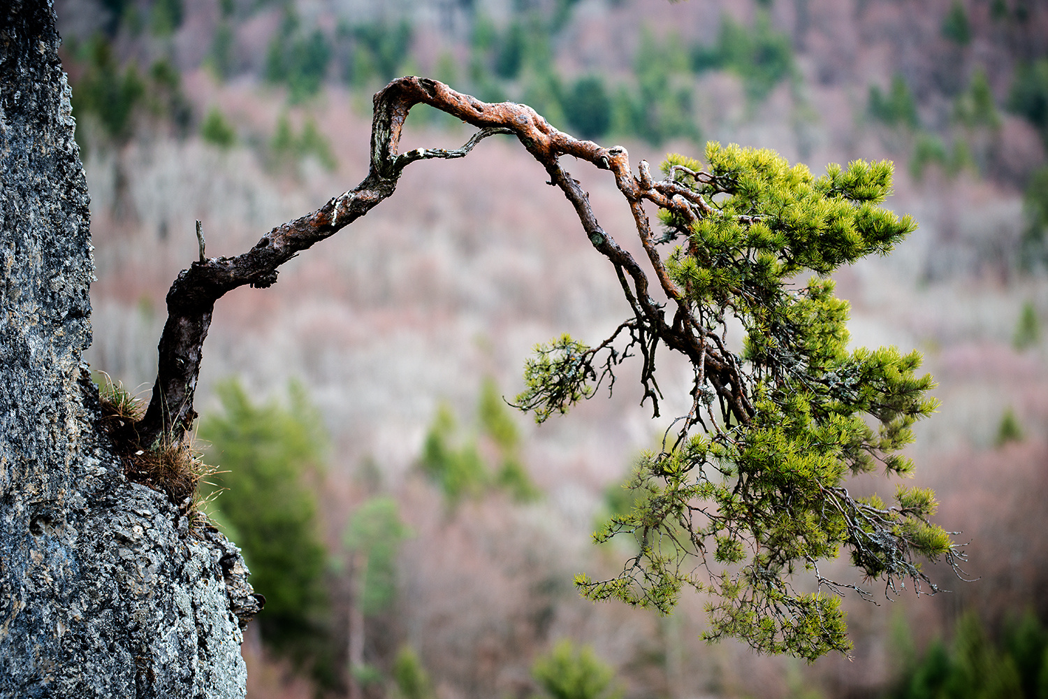 Pinus sylvestris on the rock