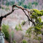 Pinus sylvestris on the rock