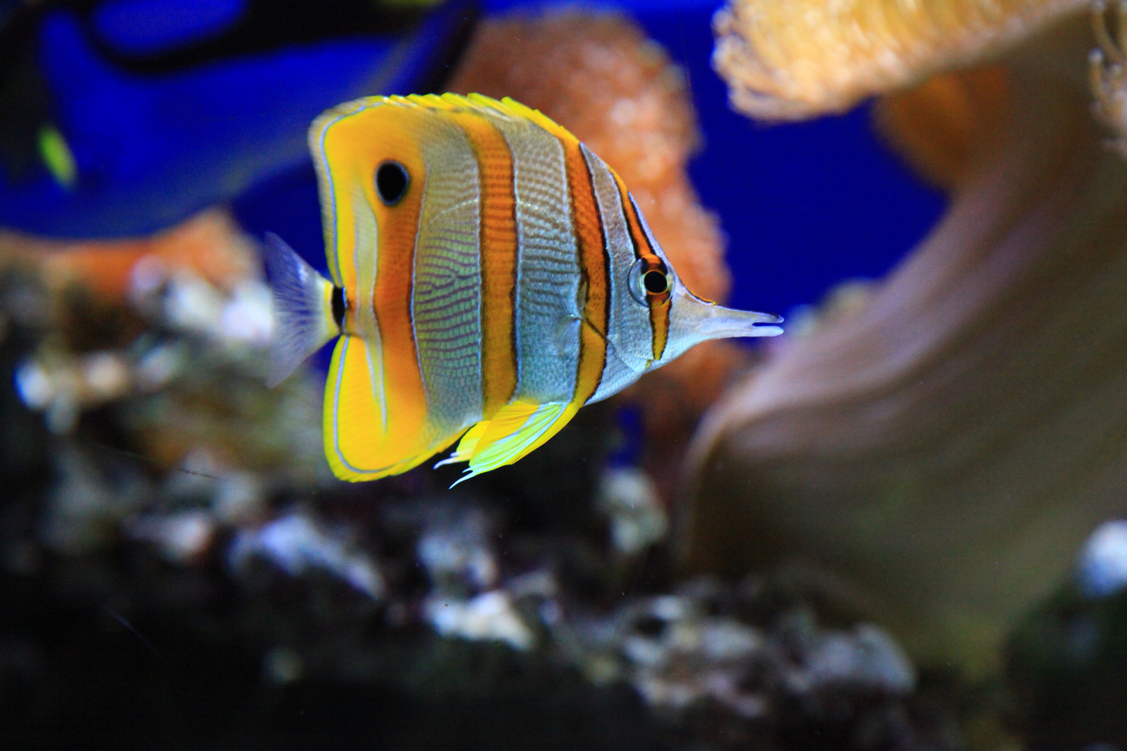 Pinzettfisch im Aquarium