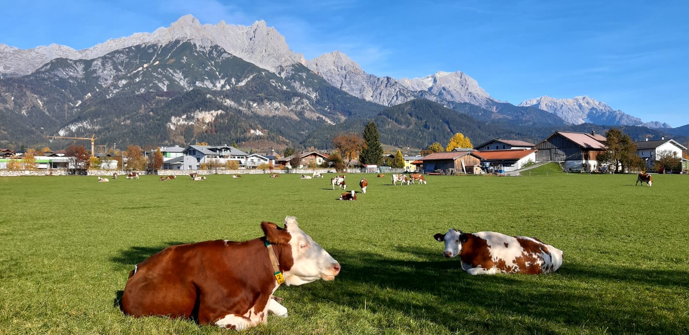 Pinzgauer Kühe vor den Steinernen Meer