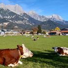Pinzgauer Kühe vor den Steinernen Meer