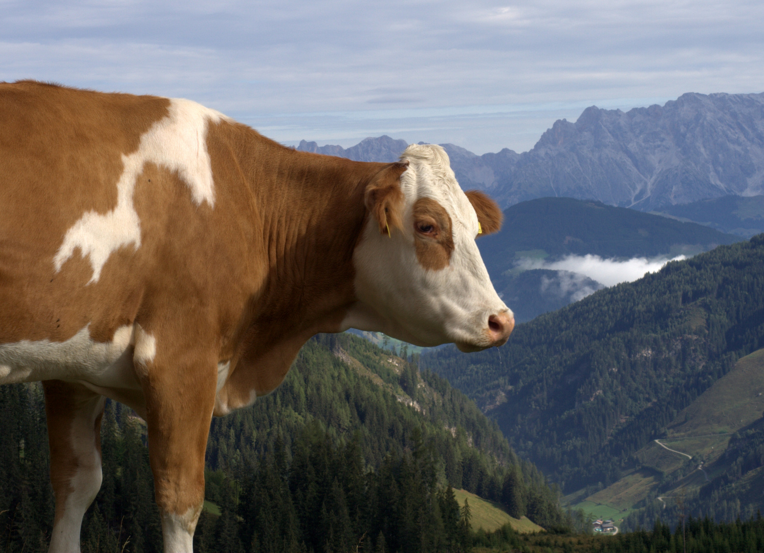 Pinzgauer Rind auf der Hochalm in Rauris