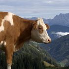 Pinzgauer Rind auf der Hochalm in Rauris