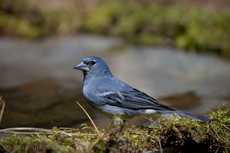 Pinzón Azul ((Fringilla teydea)