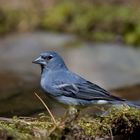 Pinzón Azul ((Fringilla teydea)