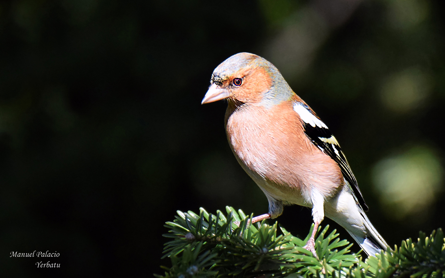 Pinzón -FINCH