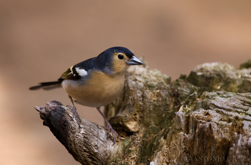 Pinzón Vulgar (Fringilla coelebs) Ssp.palmae