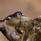 Pinzón Vulgar (Fringilla coelebs) Ssp.palmae