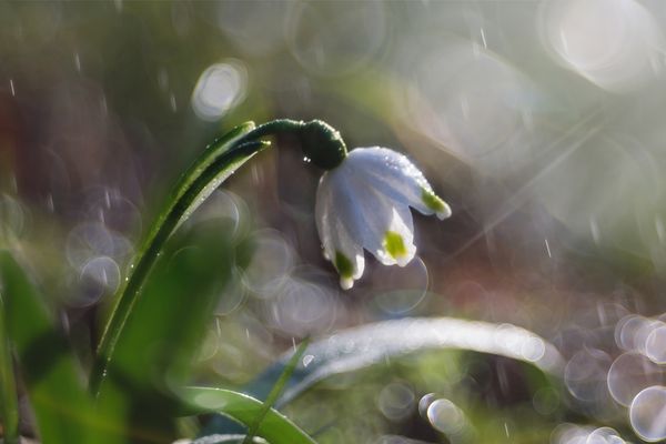 Piogge di Primavera......