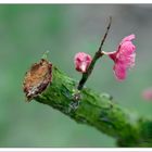 Pioggerella di Primavera......