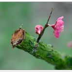 Pioggerella di Primavera......