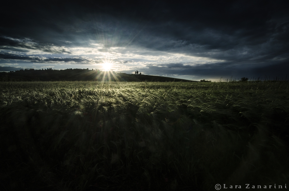 pioggia di luce sul campo di grano