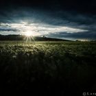 pioggia di luce sul campo di grano
