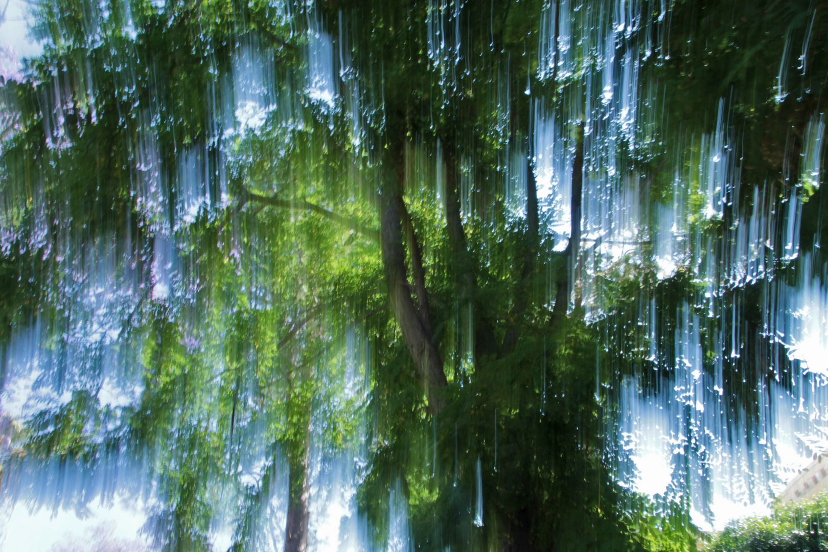 Pioggia di luci fra gli alberi