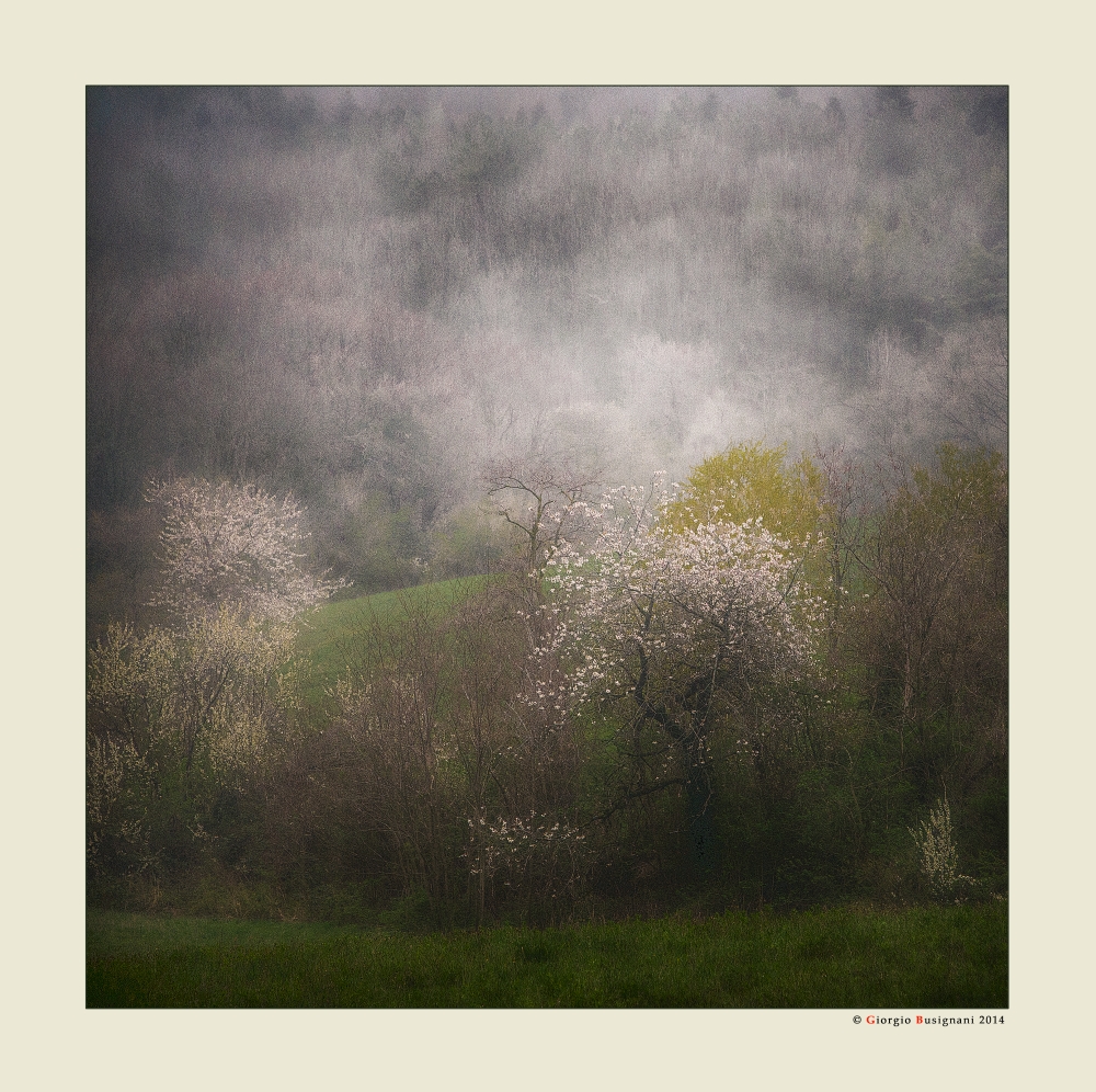 Pioggia di primavera Foto % Immagini| paesaggi, boschi e foreste ...