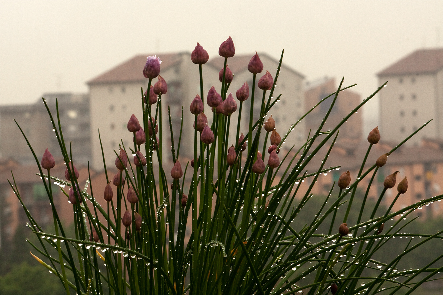 pioggia sul balcone