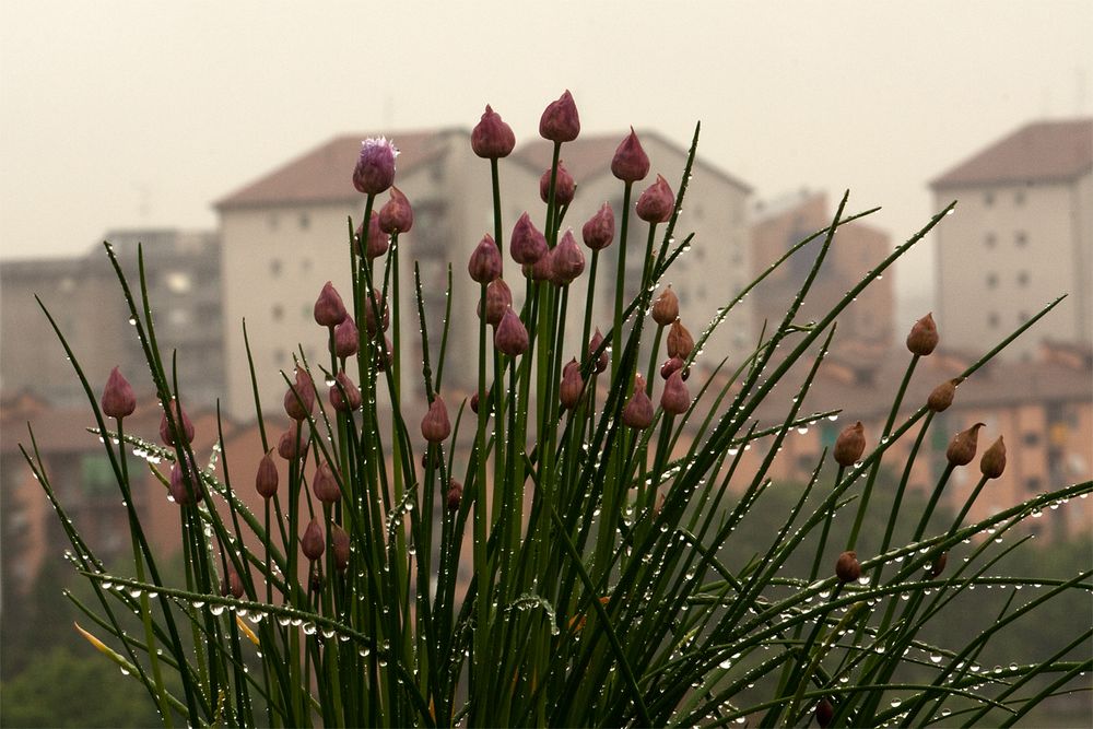 pioggia sul balcone di laura ruberto 