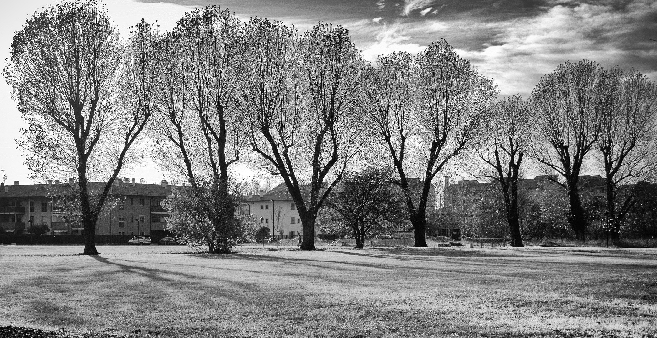 Pioltello, alberi