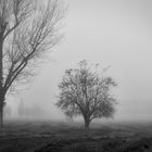 Pioltello, nebbia