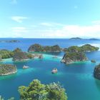 Pionemo Raja Ampat