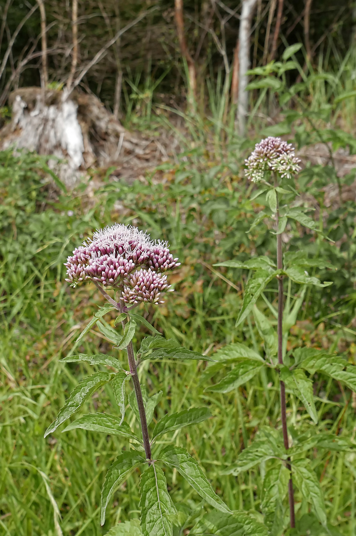 Pionier-Gewächs auf einer Kahlschlag-Freifläche im Arnsberger Wald