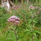 Pionier-Gewächs auf einer Kahlschlag-Freifläche im Arnsberger Wald